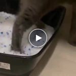 Macskaalom tálca – video