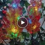 Solar Cypress fény – video