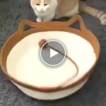 Kényelmes, kötött fekvőhely háziállatoknak – video